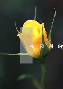 合同纠纷上诉律师费 合同纠纷上诉律师费