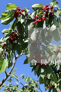 合同纠纷与律师的关系 合同纠纷与律师的关系