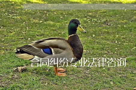 合同纠纷专业法律咨询 合同纠纷专业法律咨询