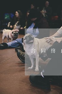 合同终止了还能诉讼吗 合同终止了还能诉讼吗