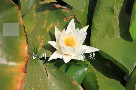 合同被法院撤销 合同被法院撤销