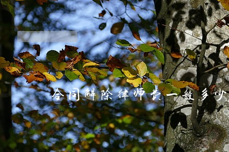 合同解除律师费一般多少 合同解除律师费一般多少