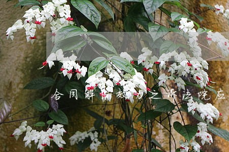 合同解除效力之诉法院应如何判决 合同解除效力之诉法院应如何判决
