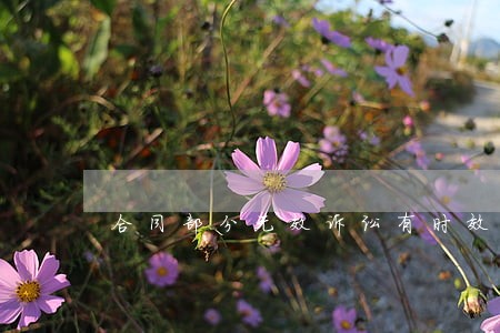 合同部分无效诉讼有时效吗