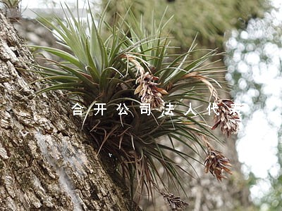 合开公司法人代表 合开公司法人代表
