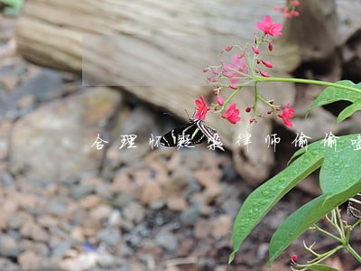 合理怀疑梁律师偷偷嗑一晔知秋 合理怀疑梁律师偷偷嗑一晔知秋