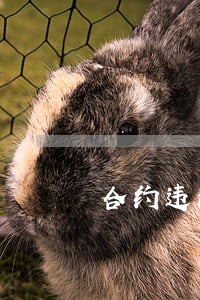 合约违法广播剧 合约违法广播剧