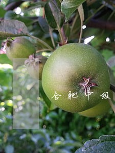 合肥中级人法院张虹