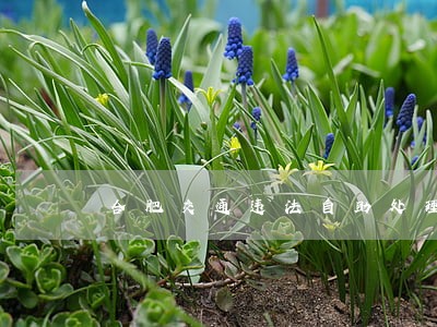 合肥交通违法自助处理投放地点 合肥交通违法自助处理投放地点