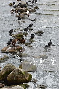 合肥信用卡逾期修复哪家好 合肥信用卡逾期修复哪家好