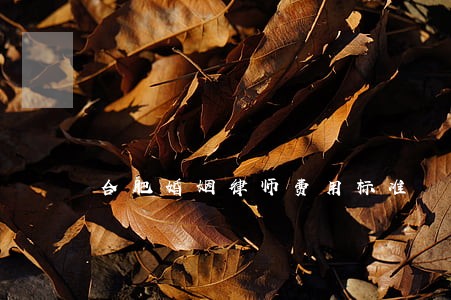 合肥婚姻律师费用标准 合肥婚姻律师费用标准
