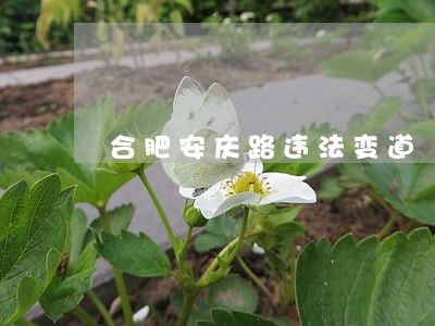 合肥安庆路违法变道 合肥安庆路违法变道