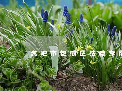 合肥市包河区法院李丽 合肥市包河区法院李丽
