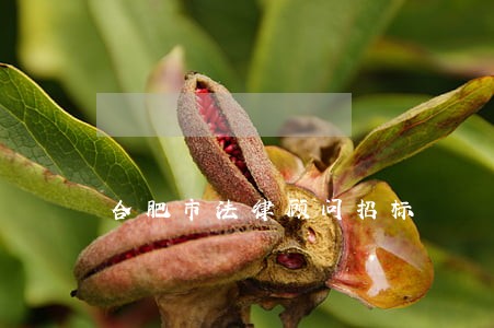合肥市法律顾问招标 合肥市法律顾问招标
