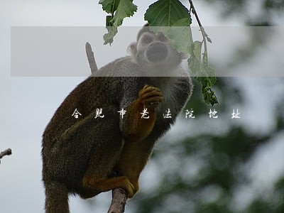 合肥市老法院地址 合肥市老法院地址