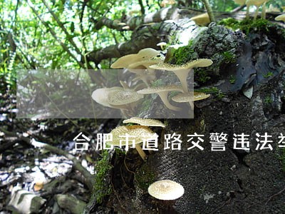 合肥市道路交警违法举报平台