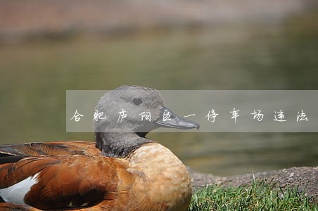 合肥庐阳区一停车场违法收费 合肥庐阳区一停车场违法收费
