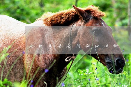 合肥房屋合同纠纷律师 合肥房屋合同纠纷律师