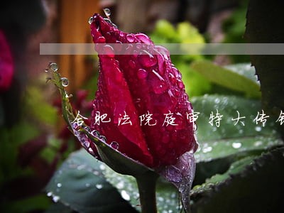 合肥法院庭审特大传销案图片 合肥法院庭审特大传销案图片