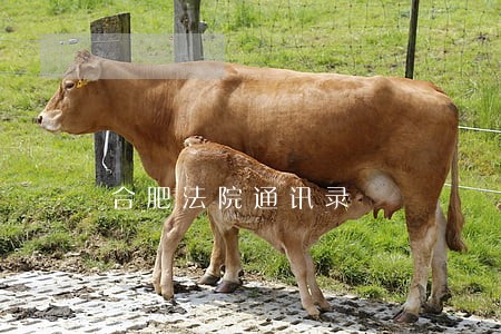 合肥法院通讯录