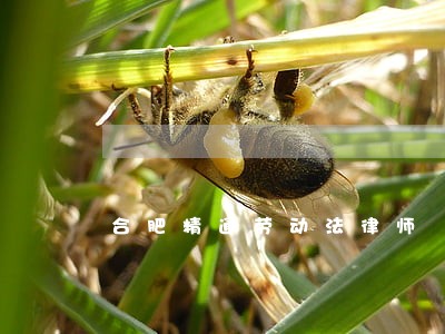 合肥精通劳动法律师
