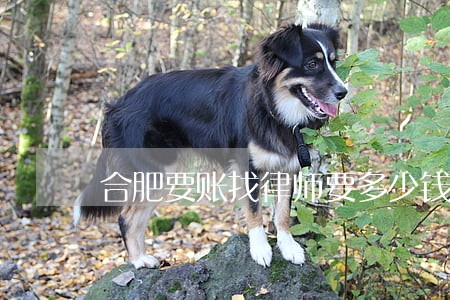 合肥要账找律师要多少钱 合肥要账找律师要多少钱