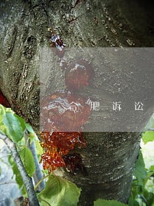 合肥诉讼担保