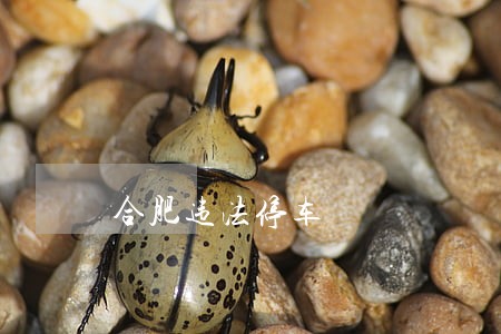 合肥违法停车 合肥违法停车