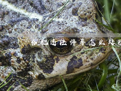 合肥违法停车怎么处理