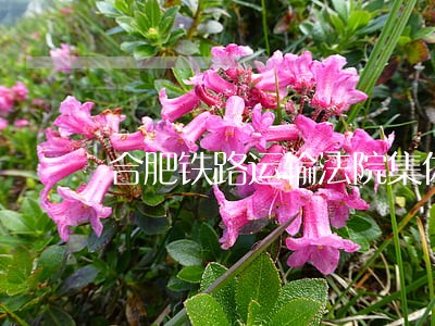 合肥铁路运输法院集体户 合肥铁路运输法院集体户