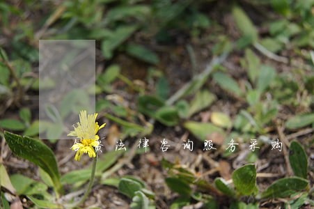 合资法律咨询服务采购