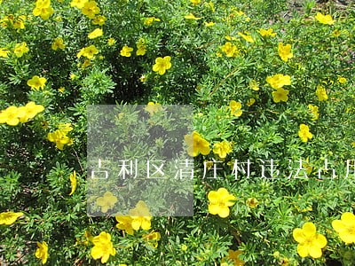 吉利区清庄村违法占用耕地情况