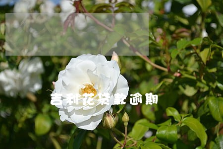 吉利花贷款逾期