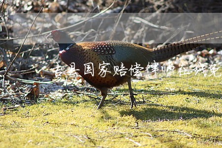 吉县国家赔偿律师在线免费咨询