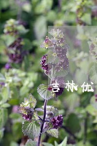 吉林优秀社会律师热线 吉林优秀社会律师热线