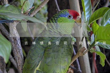 吉林债务官司律师事务所 吉林债务官司律师事务所