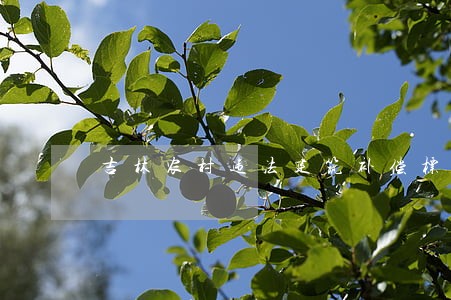 吉林农村违法建筑补偿标准