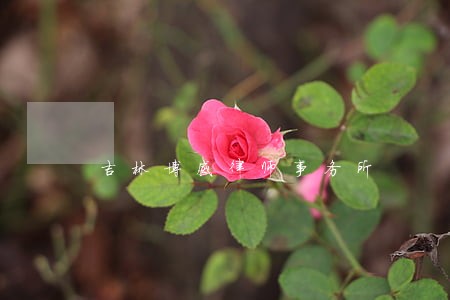 吉林博威律师事务所