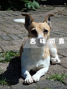 吉林可靠的婚姻律师