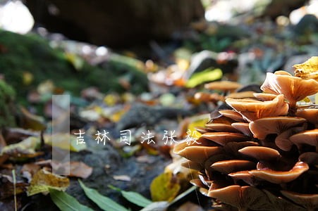 吉林司法张毅
