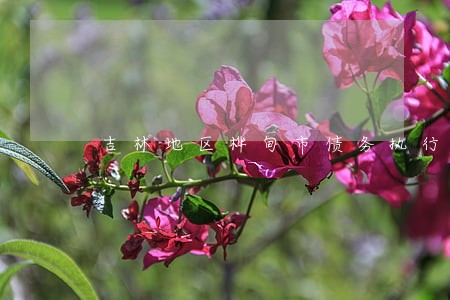 吉林地区桦甸市债务执行律师 吉林地区桦甸市债务执行律师