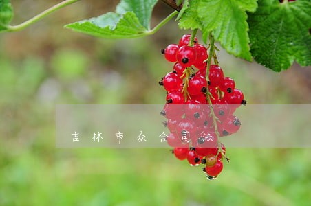 吉林市众合司法 吉林市众合司法