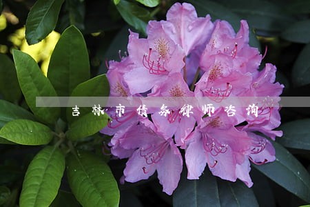 吉林市债务律师咨询