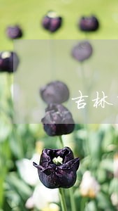 吉林市刑事官司律师团 吉林市刑事官司律师团