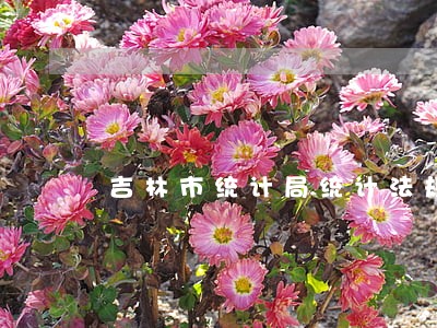 吉林市统计局统计法规 吉林市统计局统计法规