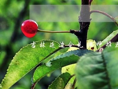 吉林延边会见律师推荐