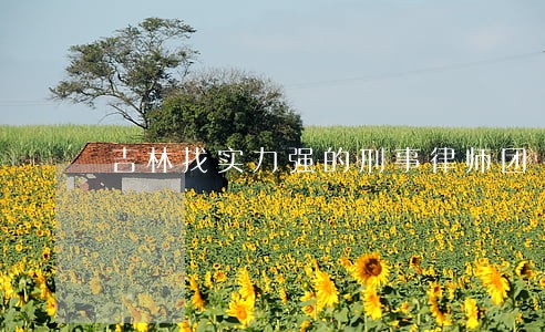 吉林找实力强的刑事律师团