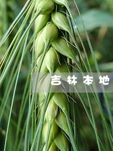 吉林本地民事债务律师咨询 吉林本地民事债务律师咨询