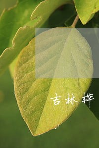 吉林桦甸市债务律师联系方式 吉林桦甸市债务律师联系方式