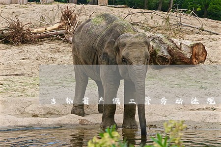 吉林省产假工资劳动法规定